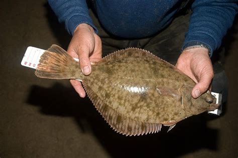 flounder fish|Flounder Fish: What are They and How To Catch Them .